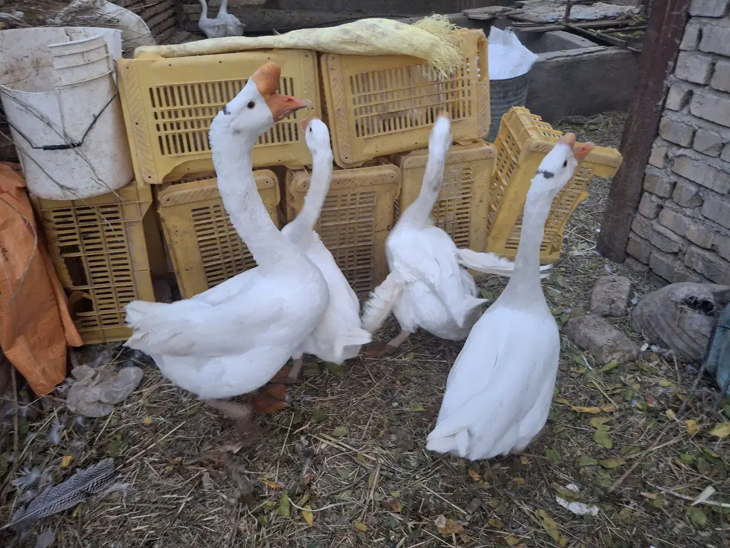 هشترخانی|حیوانات مزرعه|ضیاء آباد, |دیوار