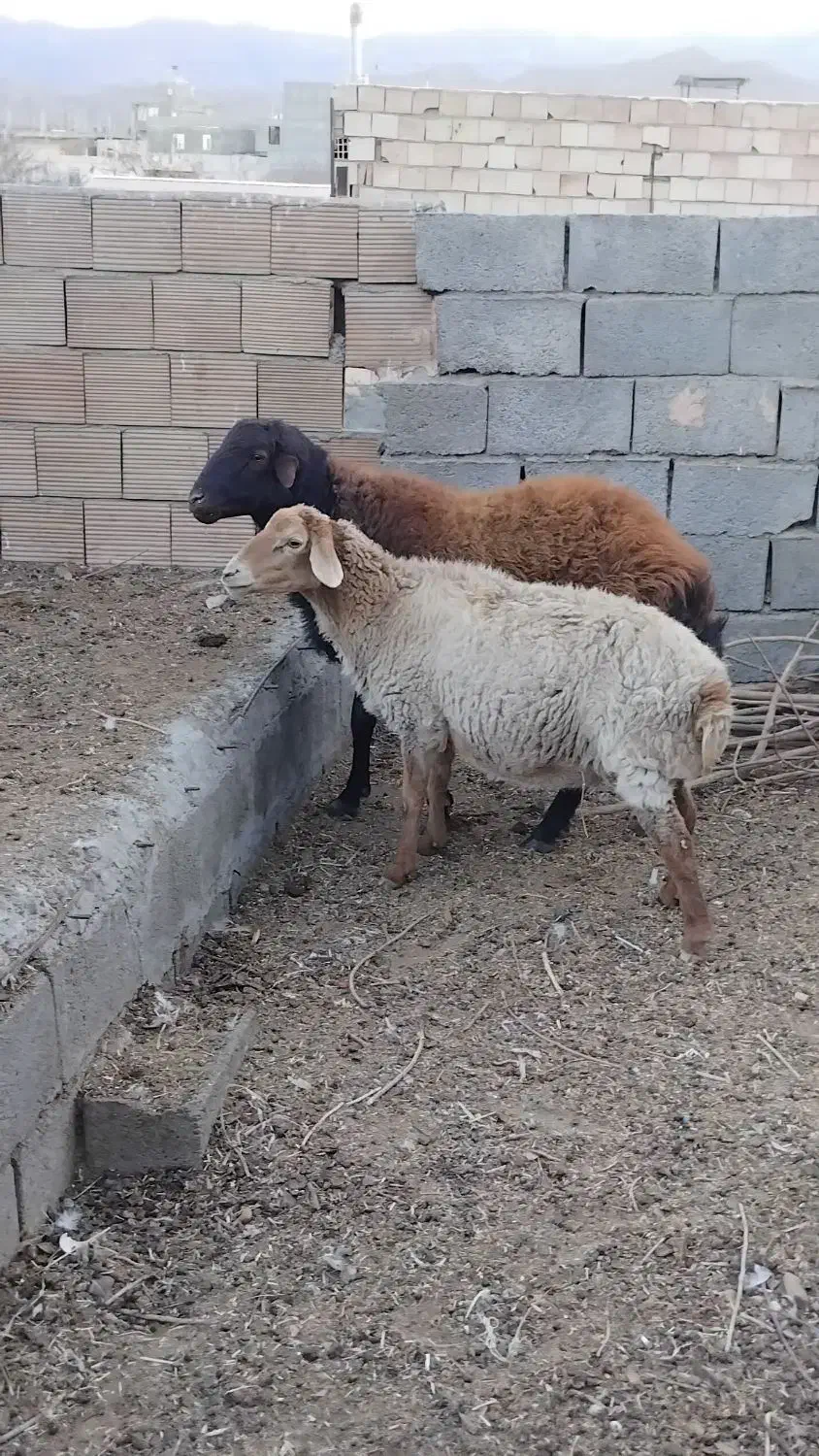 قوچ هترو|حیوانات مزرعه|جغتای, |دیوار