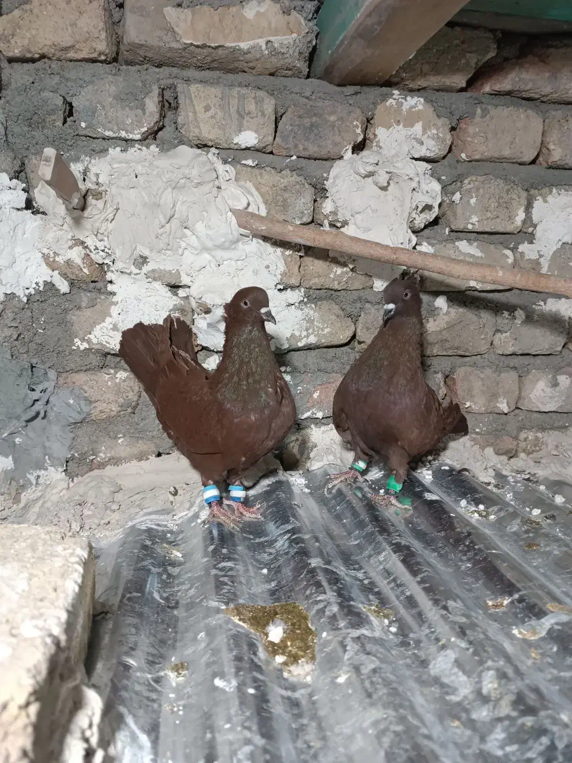 کفتر کبوتر|پرنده|بروجرد, |دیوار