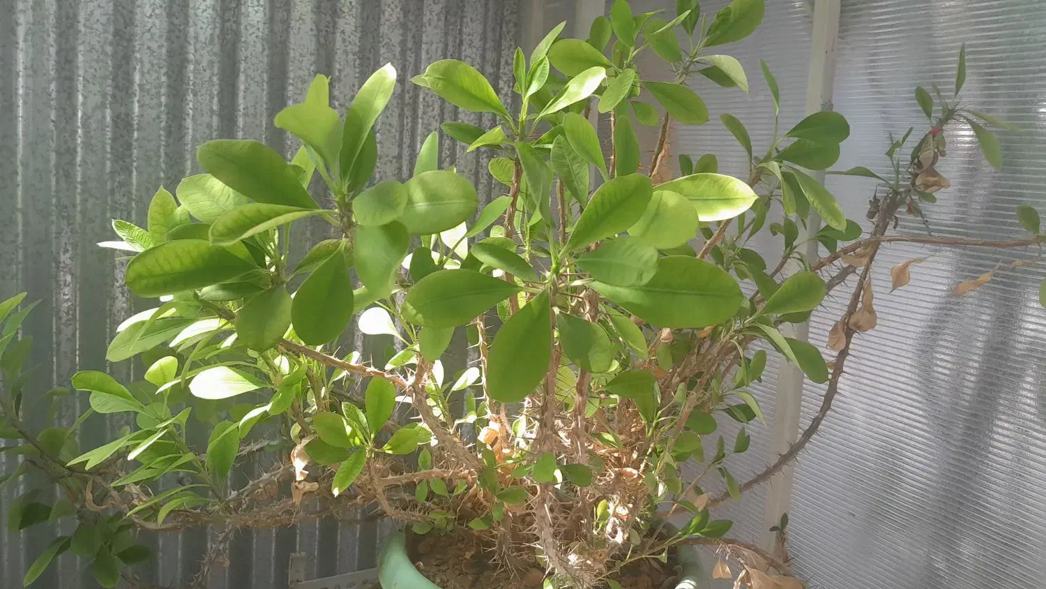 گلهای زیباو سرحال،همه نوع گل موجود است.|گل و گیاه طبیعی|شاهرود, |دیوار