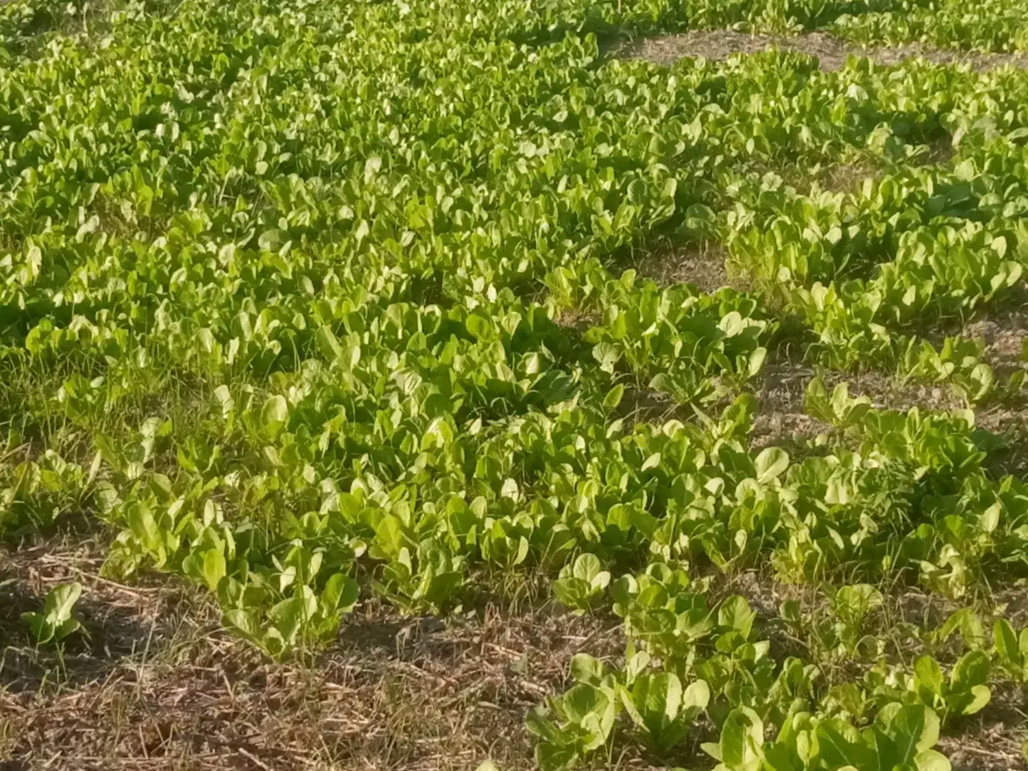 بذرکاهوسفیدروغنی|خوردنی و آشامیدنی|کردکوی, |دیوار