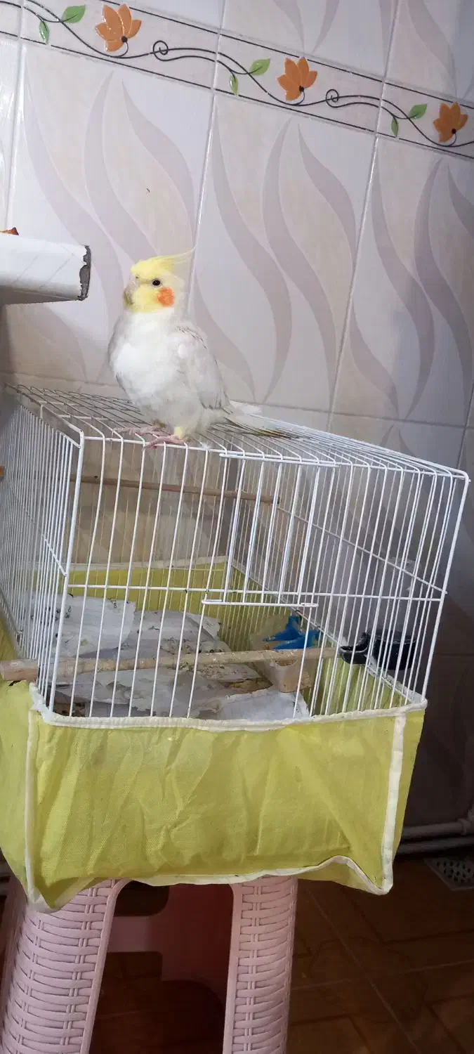 پرنده|پرنده|بندر گز, |دیوار