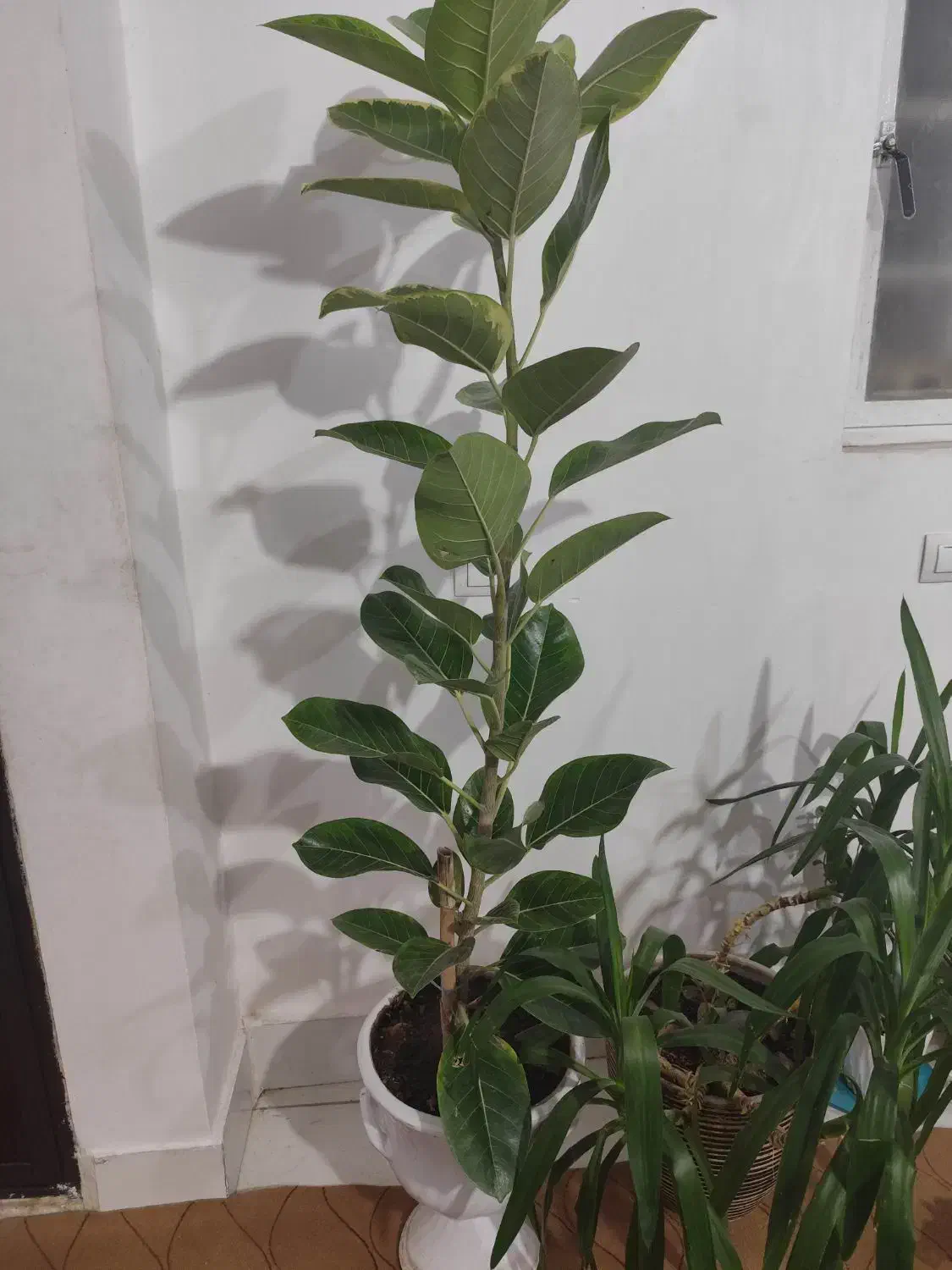 گل فیکوس سبز|گل و گیاه طبیعی|خرمآباد, |دیوار