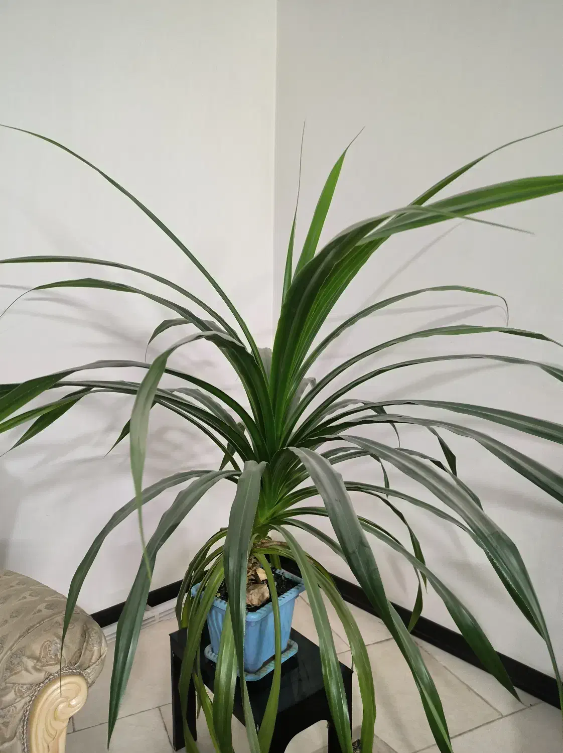 گل پاندانوس 7ساله|گل و گیاه طبیعی|قم, انسجام|دیوار