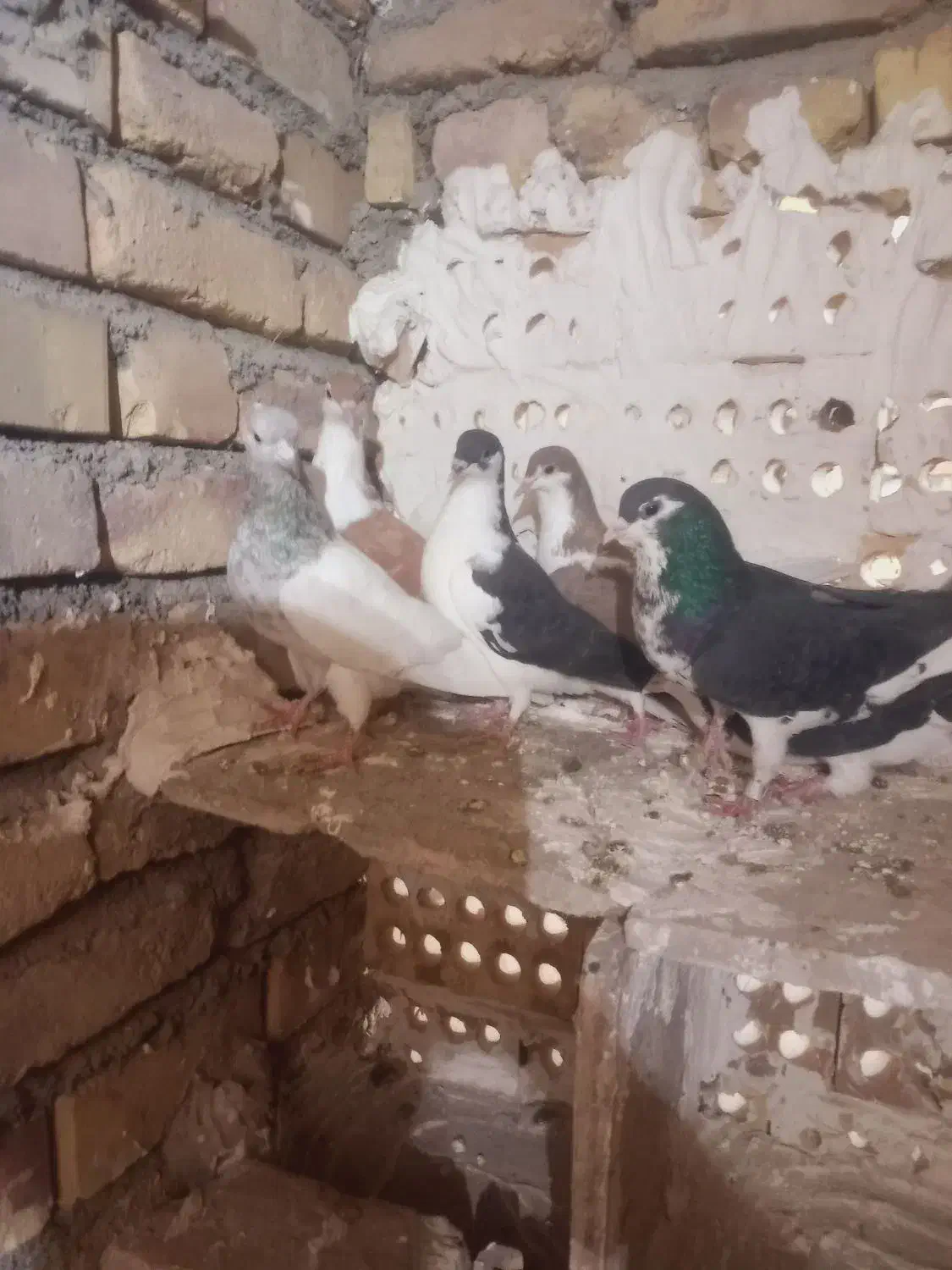 ۹عدد کفتر خوب|پرنده|تربت جام, میان جام|دیوار