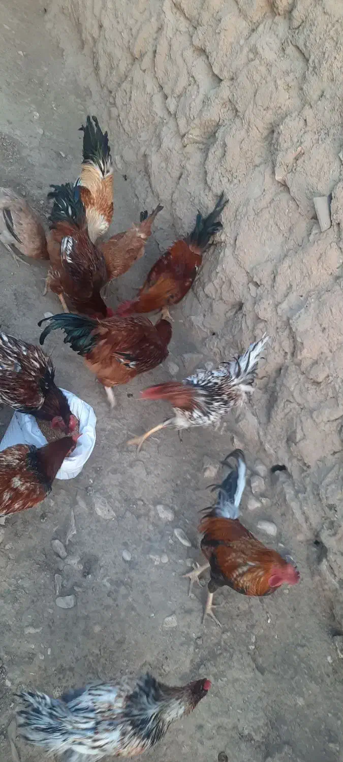 فروش عمده خروس|پرنده|گیلان غرب, |دیوار