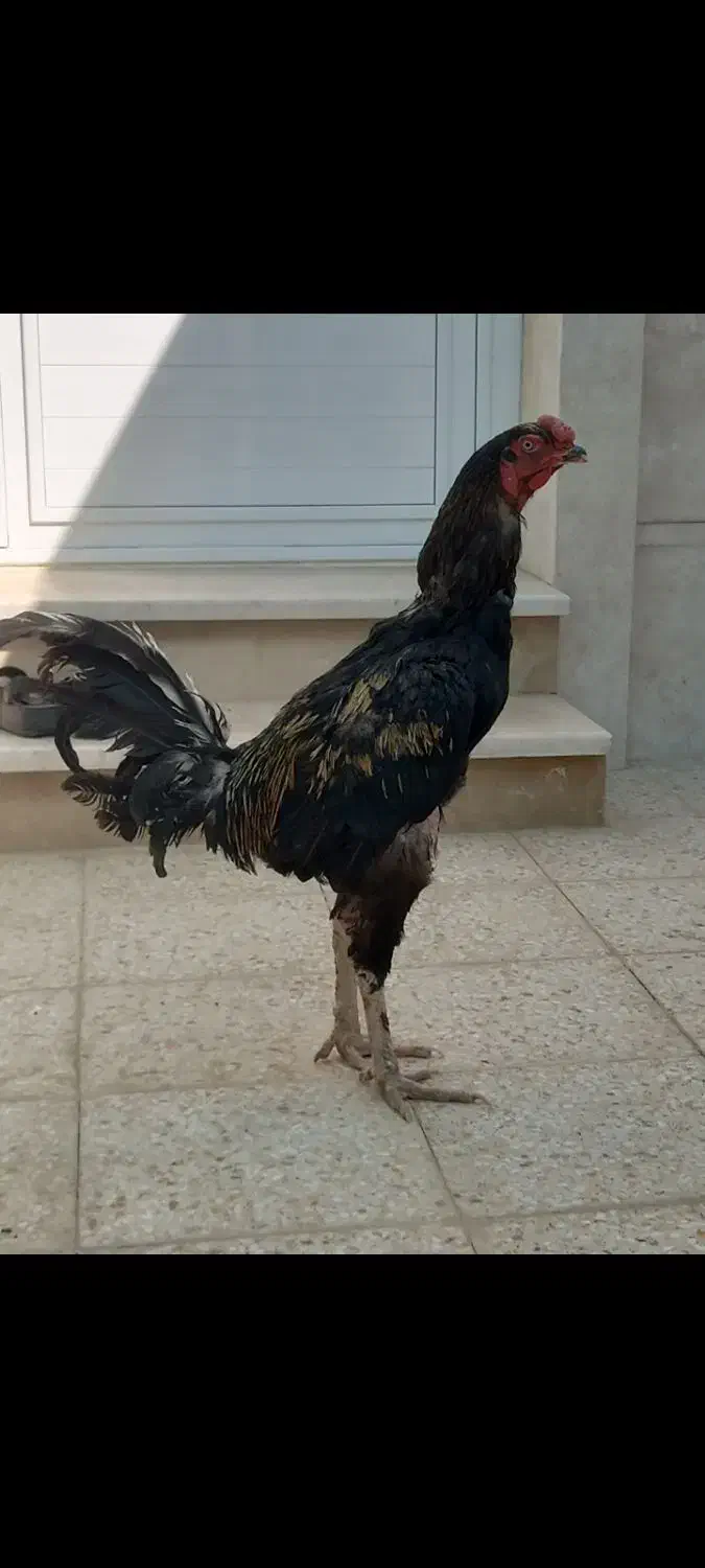 خروس لاری|حیوانات مزرعه|آران و بیدگل, |دیوار