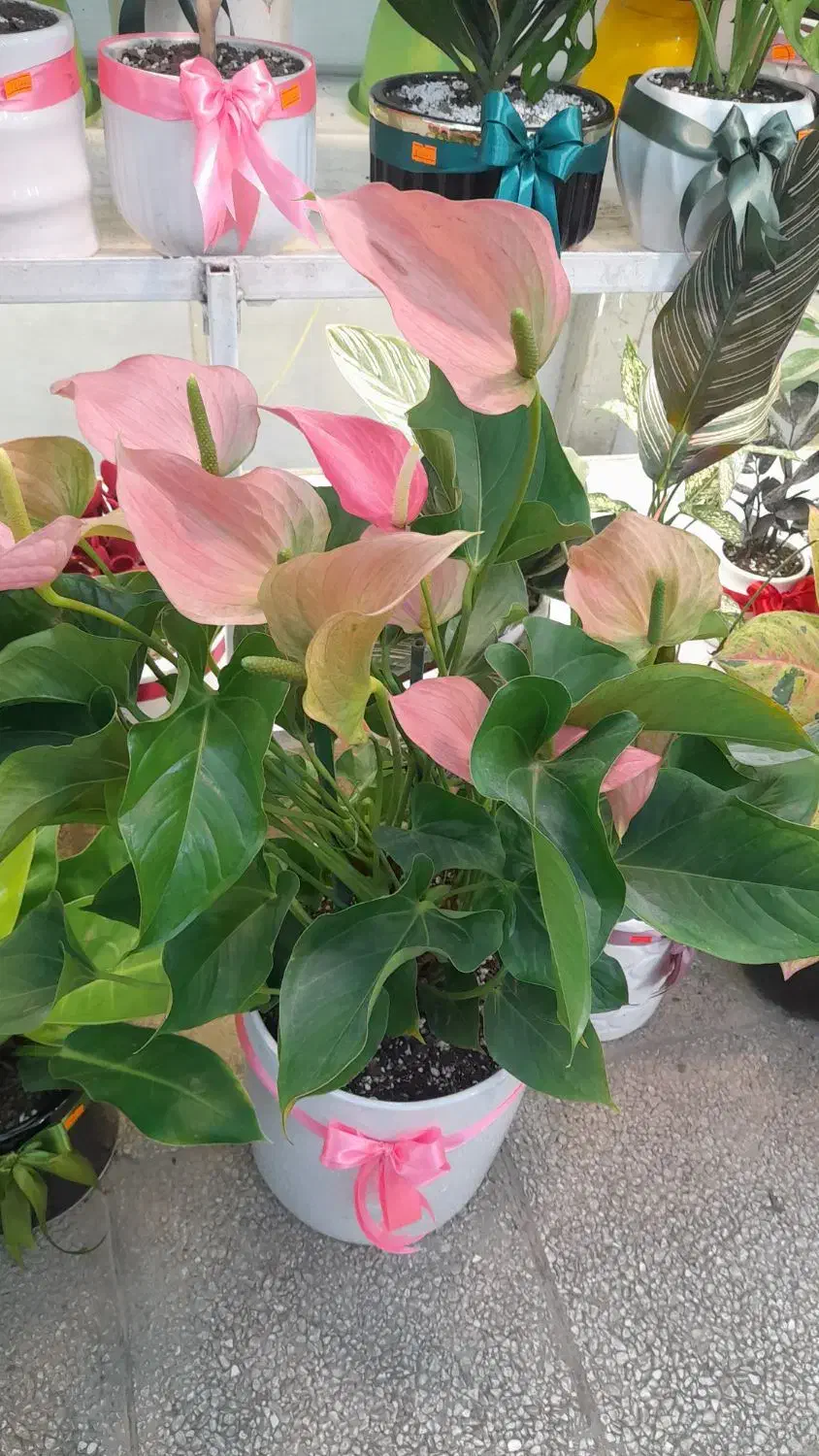 کارگر ساده اقا|استخدام خدمات فروشگاه و رستوران|گنبد کاووس, |دیوار