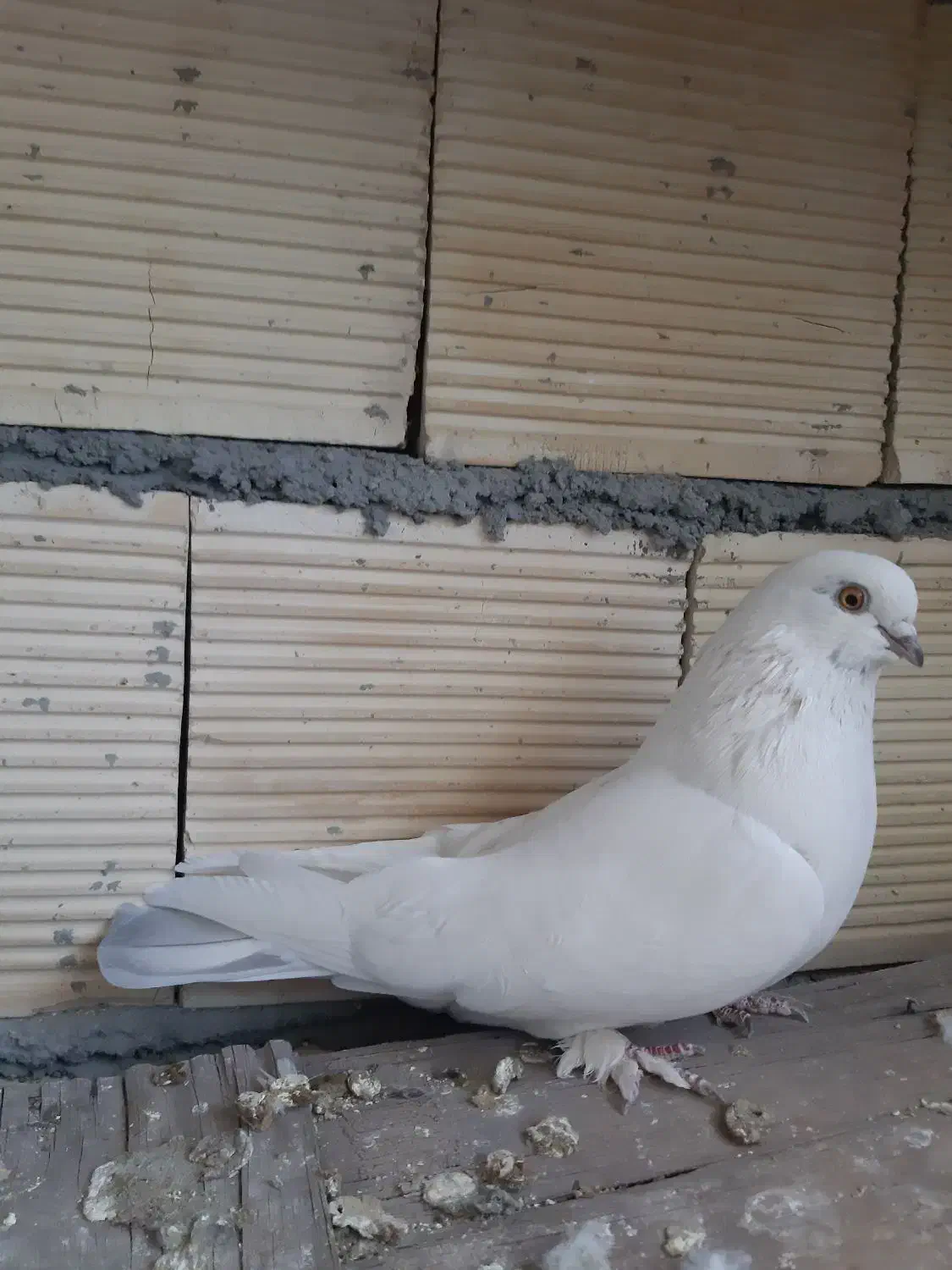 کبوتر ماده|پرنده|بروجن, |دیوار