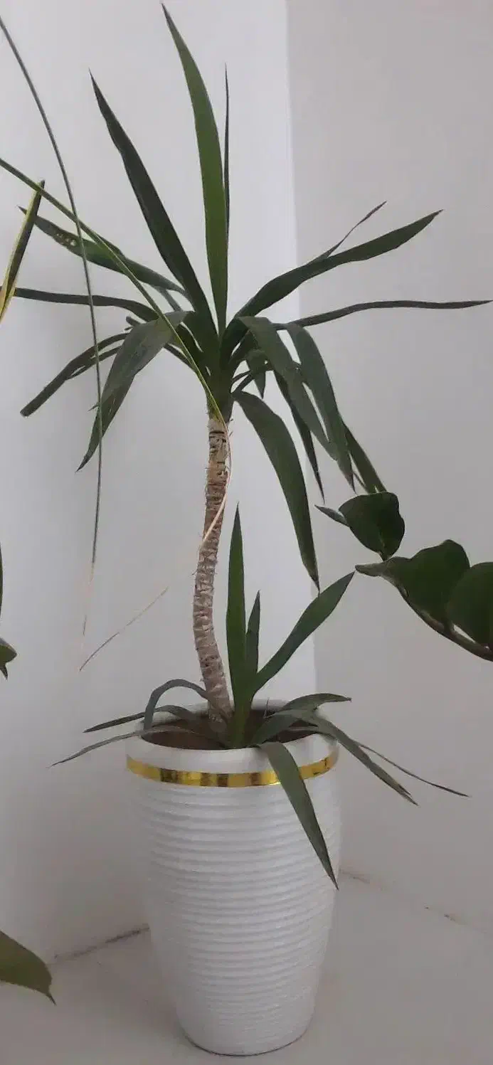 گل یوکا|گل و گیاه طبیعی|همدان, |دیوار