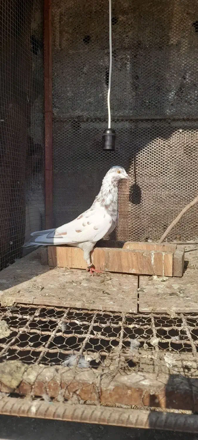 کبوتر پرشی|پرنده|علیآباد کتول, |دیوار