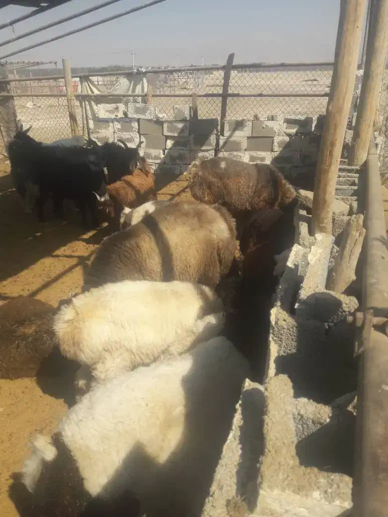 بره نر|حیوانات مزرعه|مرودشت, تخت جمشید|دیوار