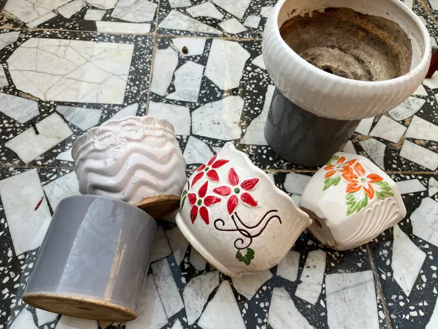 گلدان|گل و گیاه طبیعی|بندر کنگان, |دیوار