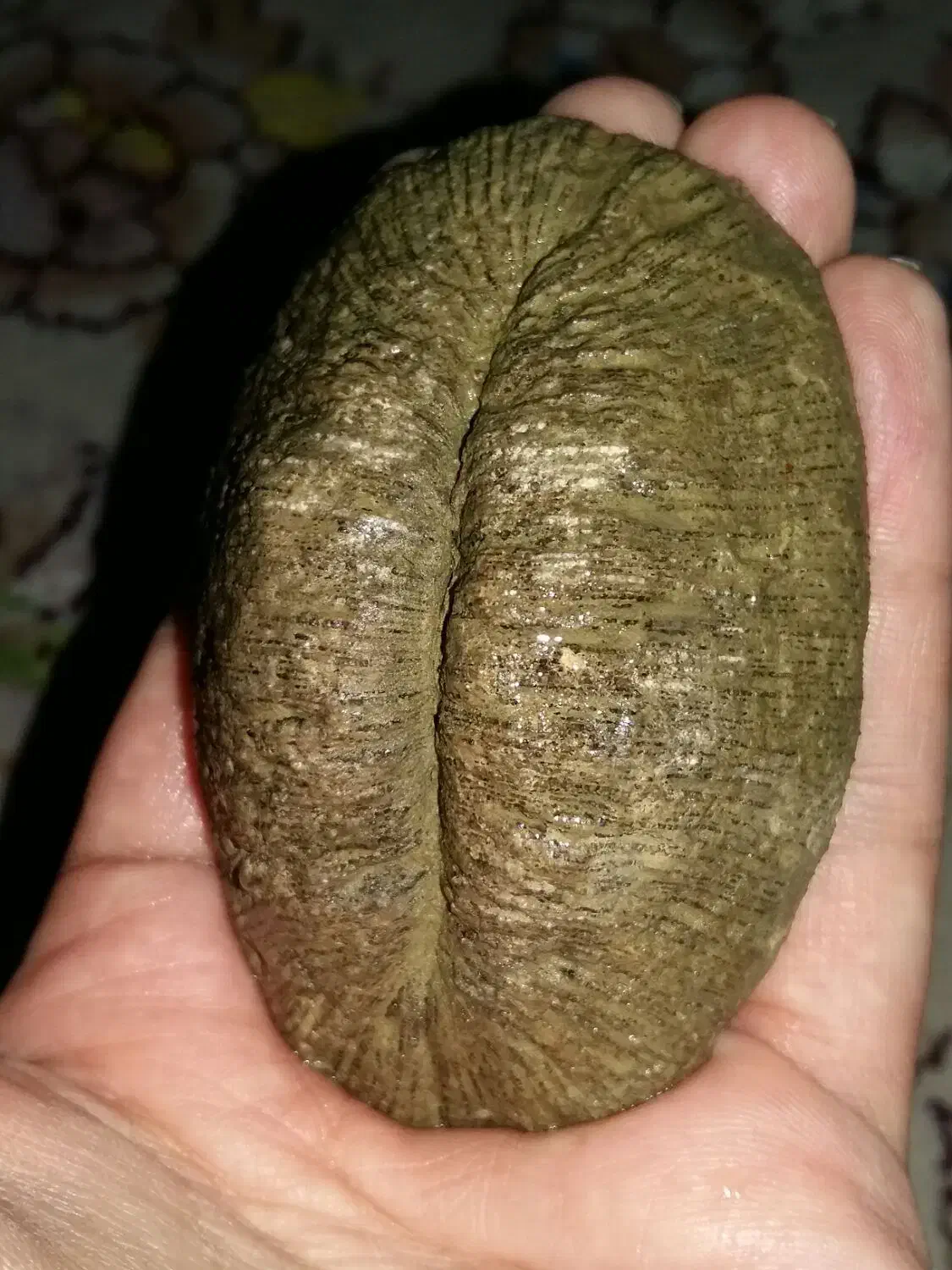 سنگ کلکسیونی|کلکسیون اشیاء عتیقه|علی‌آباد کتول, |دیوار