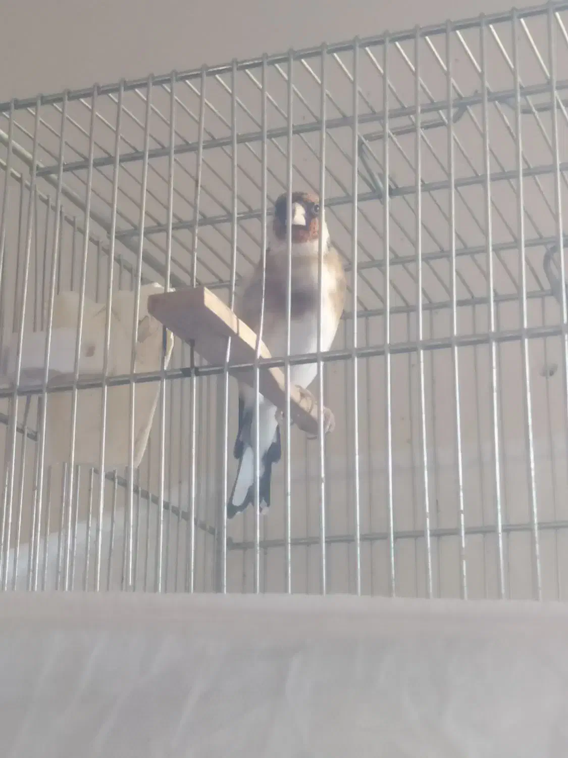 سهره نر|پرنده|ابهر, |دیوار