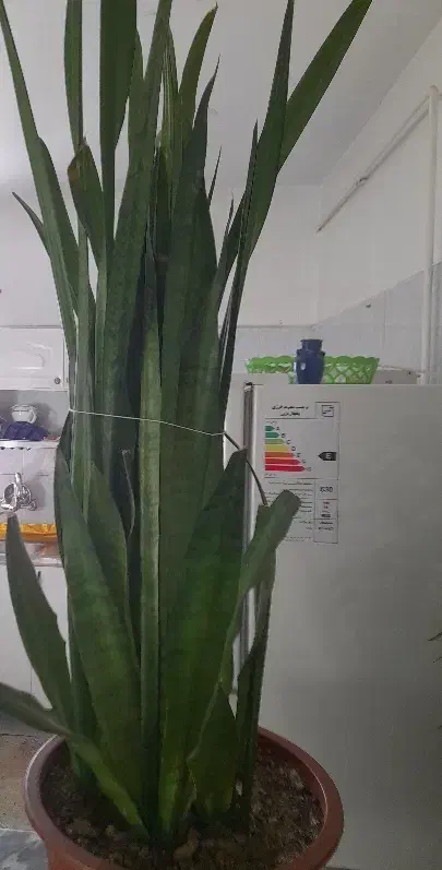 گل و گیاه|گل و گیاه طبیعی|دهگلان, |دیوار