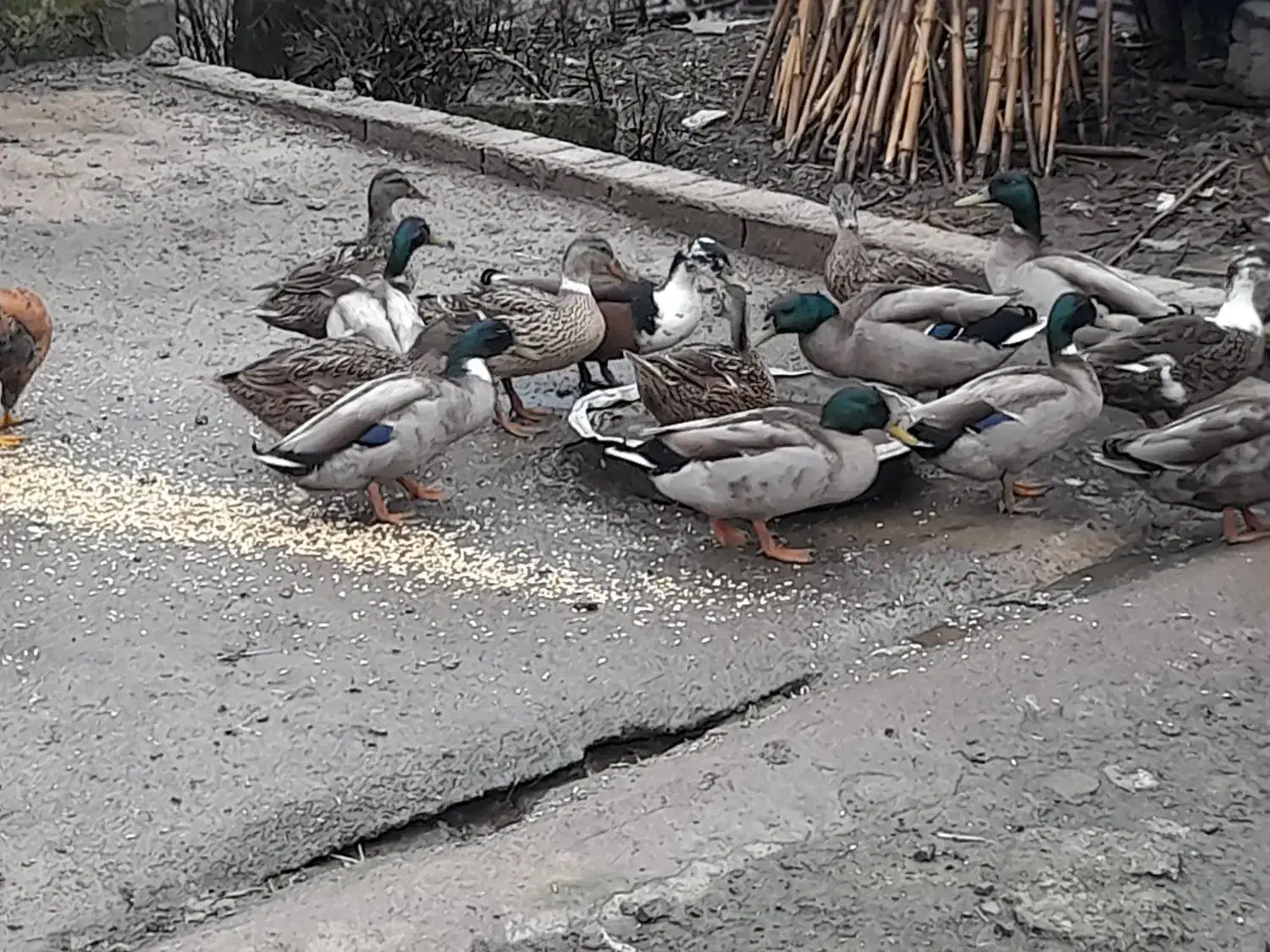 اردک نمه ای.|حیوانات مزرعه|رودبنه, |دیوار