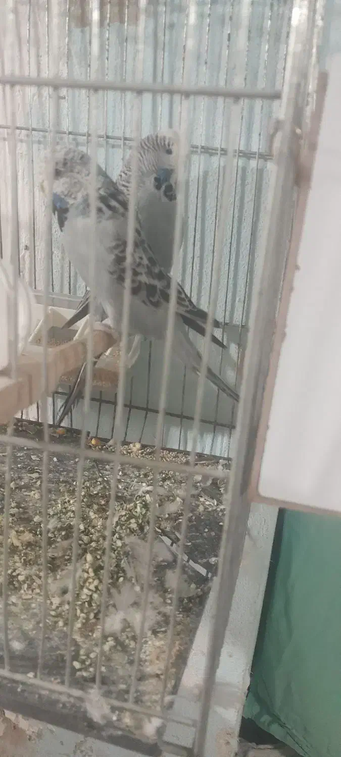 مرغ عشق انگلیسی|پرنده|تربت جام, فاز ۳ فرهنگیان|دیوار