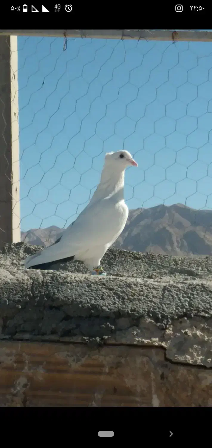 کفتر فروشی|پرنده|قائن, |دیوار