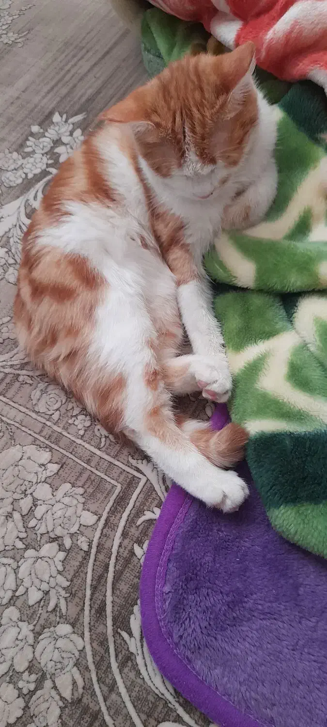 گربه نژاد DSH|گربه|بیرجند, |دیوار