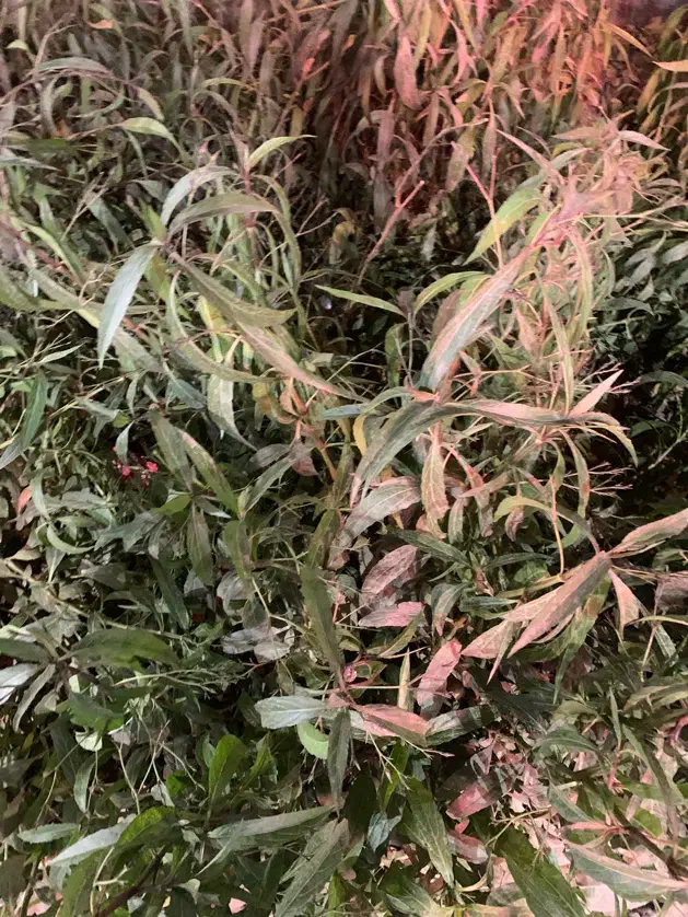 باغ ۴ دیواری ۲ بر جاده گاز ناجی آباد|فروش زمین و ملک کلنگی|کاشان, فاز ۲ ناجی آباد|دیوار