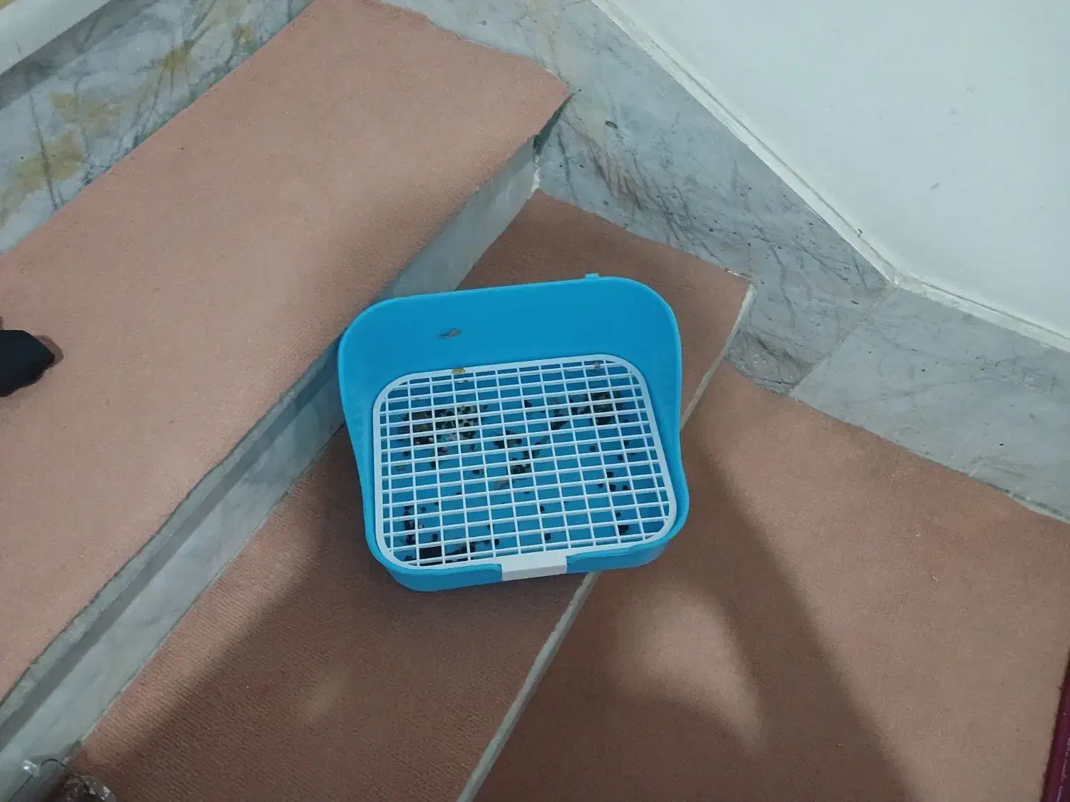 جایی دست شویی خر گوش|موش و خرگوش|کرج, خرمدشت|دیوار