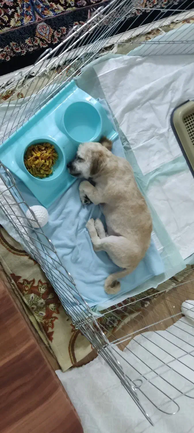 سگ شیتزو تریر|سگ|محمدیه-قزوین, |دیوار