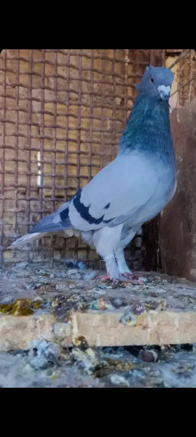 مجسمه کفتر|مجسمه، تندیس، ماکت|زابل, |دیوار