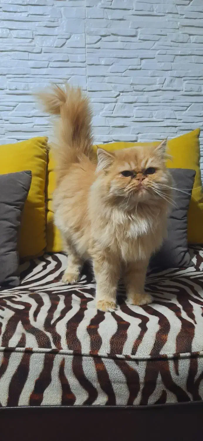 پرشین|گربه|بجنورد, |دیوار