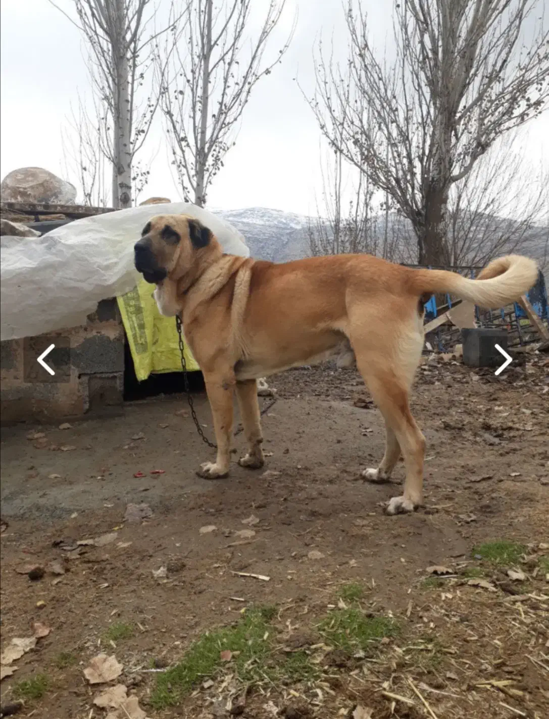 سگ ک لاه بردار|سگ|مریوان, |دیوار