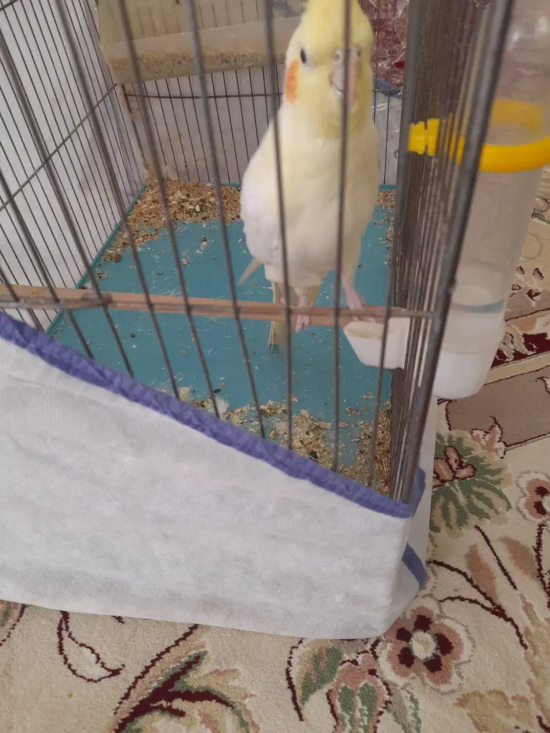 عروس|پرنده|اشترینان, |دیوار