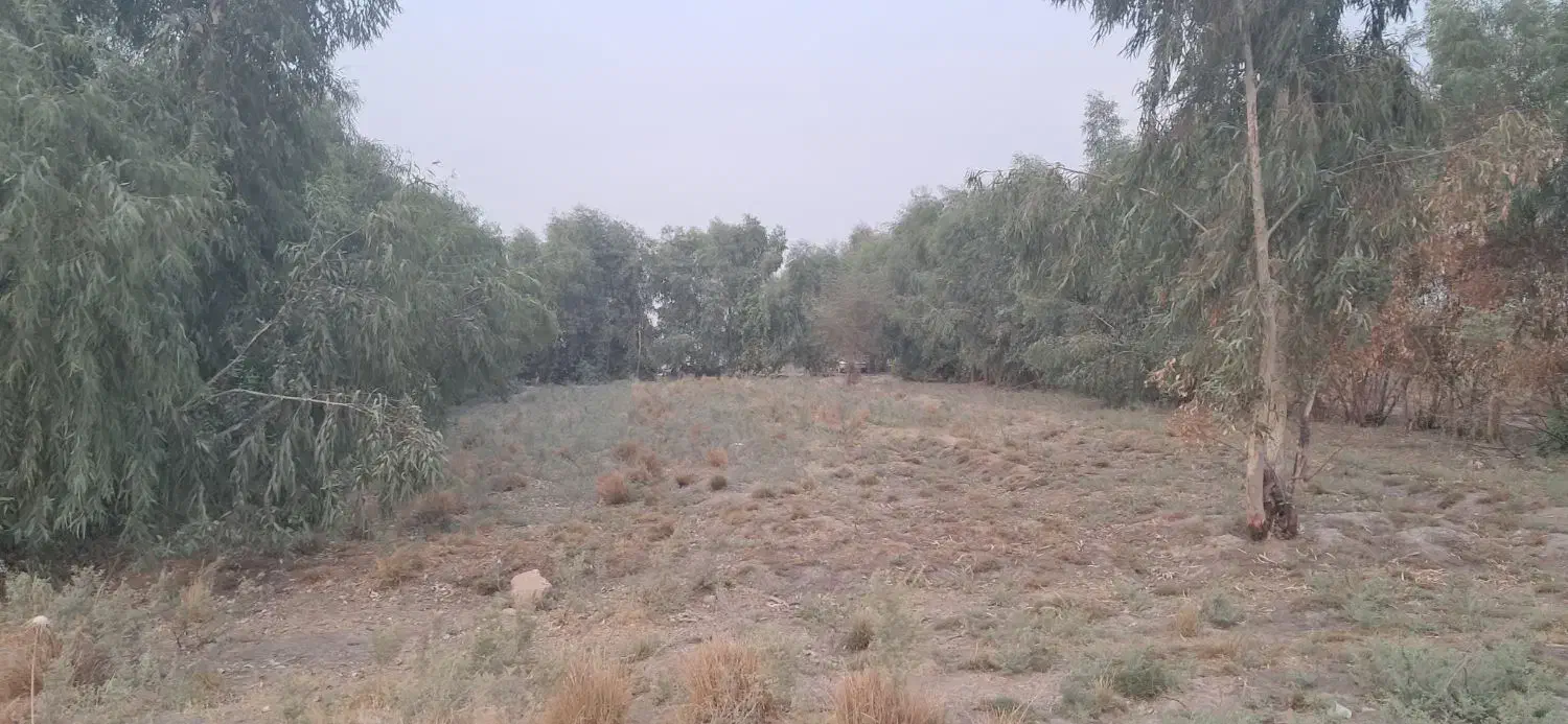 زمین باغی زراعی|فروش زمین و ملک کلنگی|شوش, |دیوار