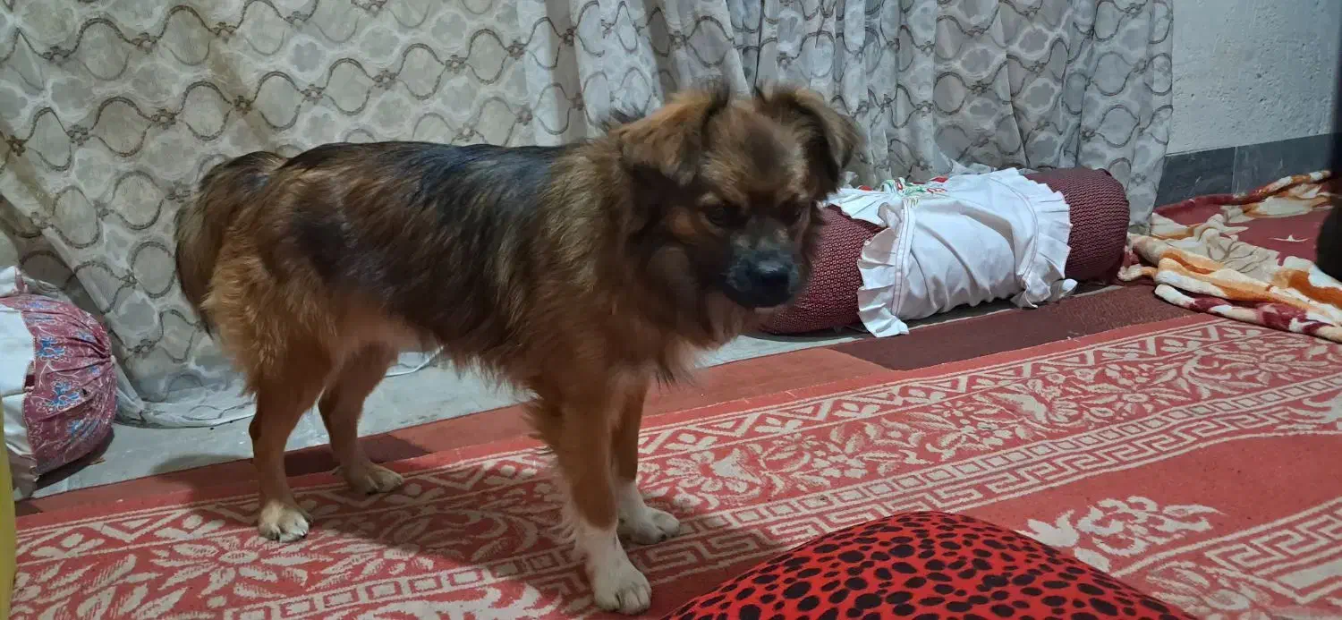 سگ پا کوتاه خیلی عالی بدون هیچ مشکلی شناسنامه دار|سگ|نورآباد ممسنی, |دیوار