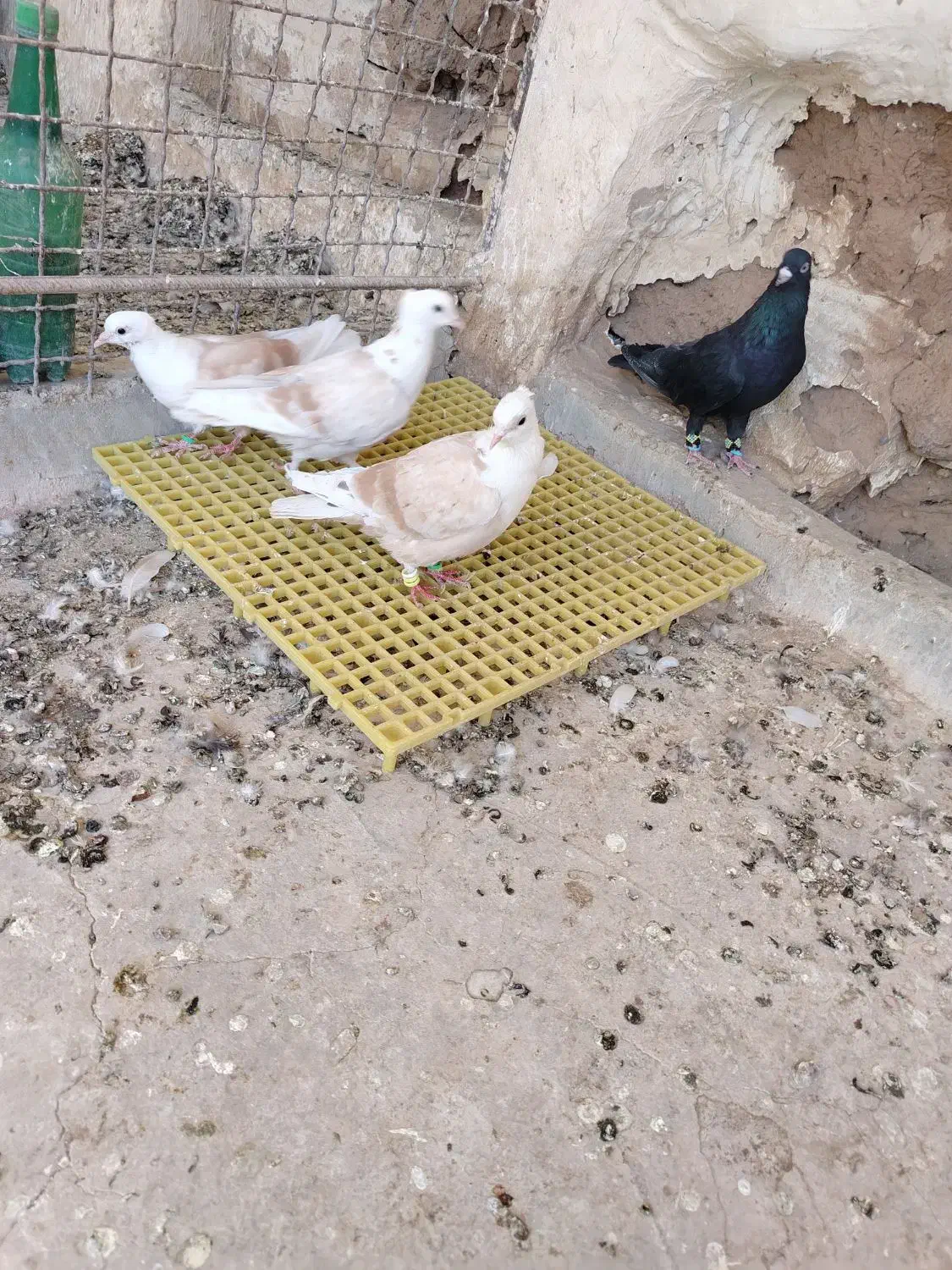 کربلایی کلاغ کاکل|پرنده|نیشابور, فردوسی جنوبی|دیوار