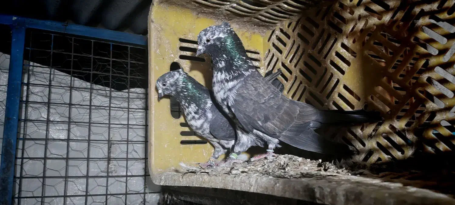 کبوتر پرشی|پرنده|فاضل آباد, |دیوار