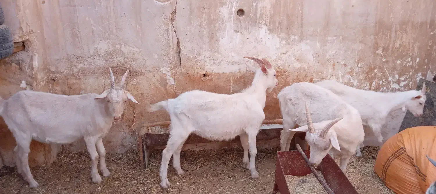 بز جنس سانن و زیبا|حیوانات مزرعه|سرپل ذهاب, |دیوار