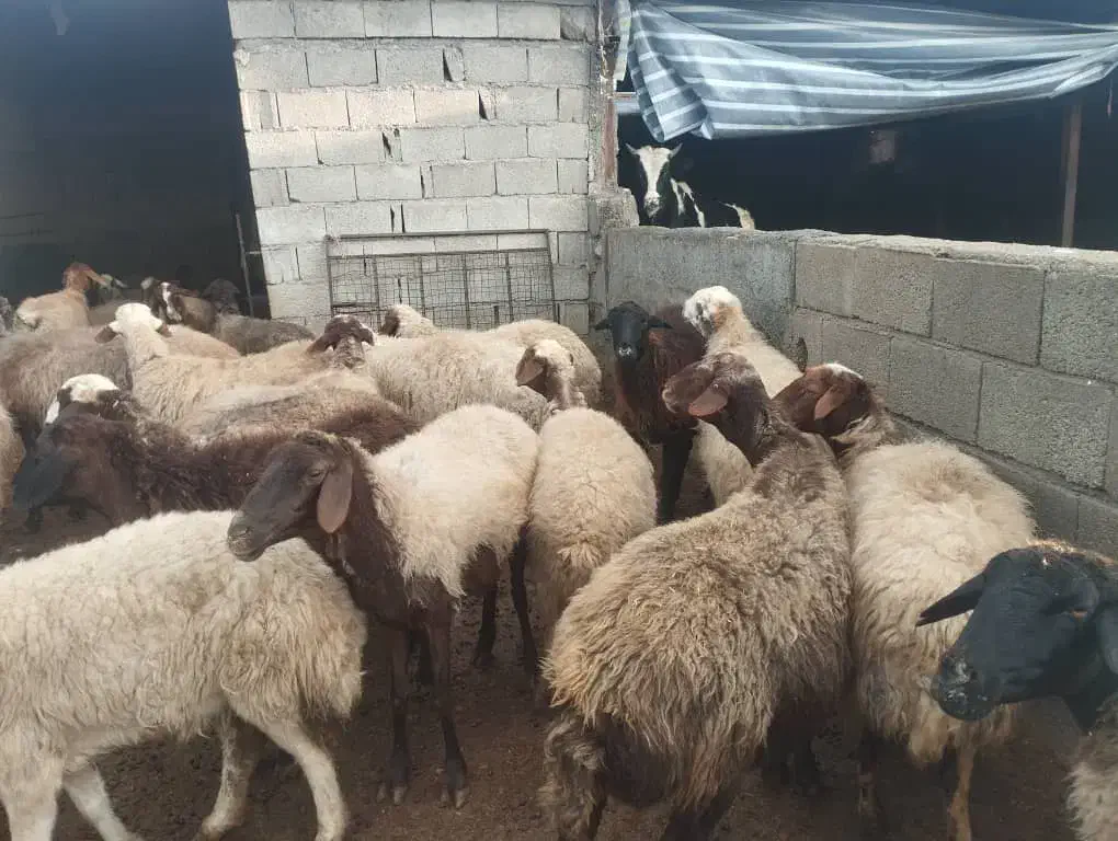 گوسفند داشتی جوان|حیوانات مزرعه|کوهدشت, |دیوار