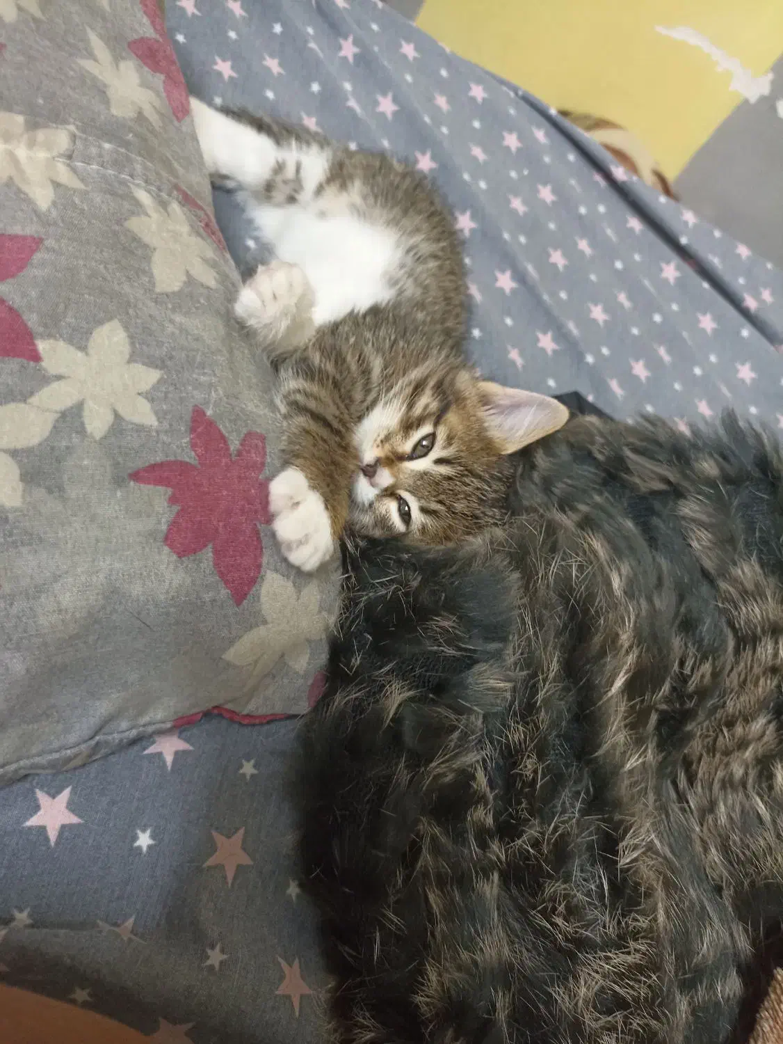 واگذاری گربه|گربه|میبد, |دیوار