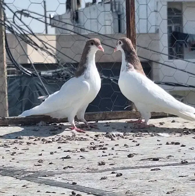 جوجه شهری|پرنده|شیراز, مسلم|دیوار
