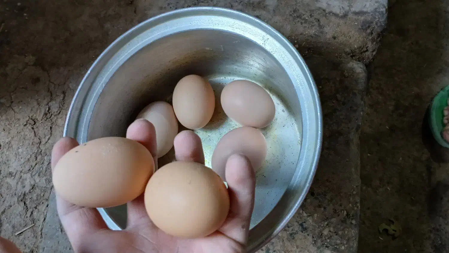 فروش تخم مرغ و خودش|حیوانات مزرعه|بوئین و میاندشت, |دیوار