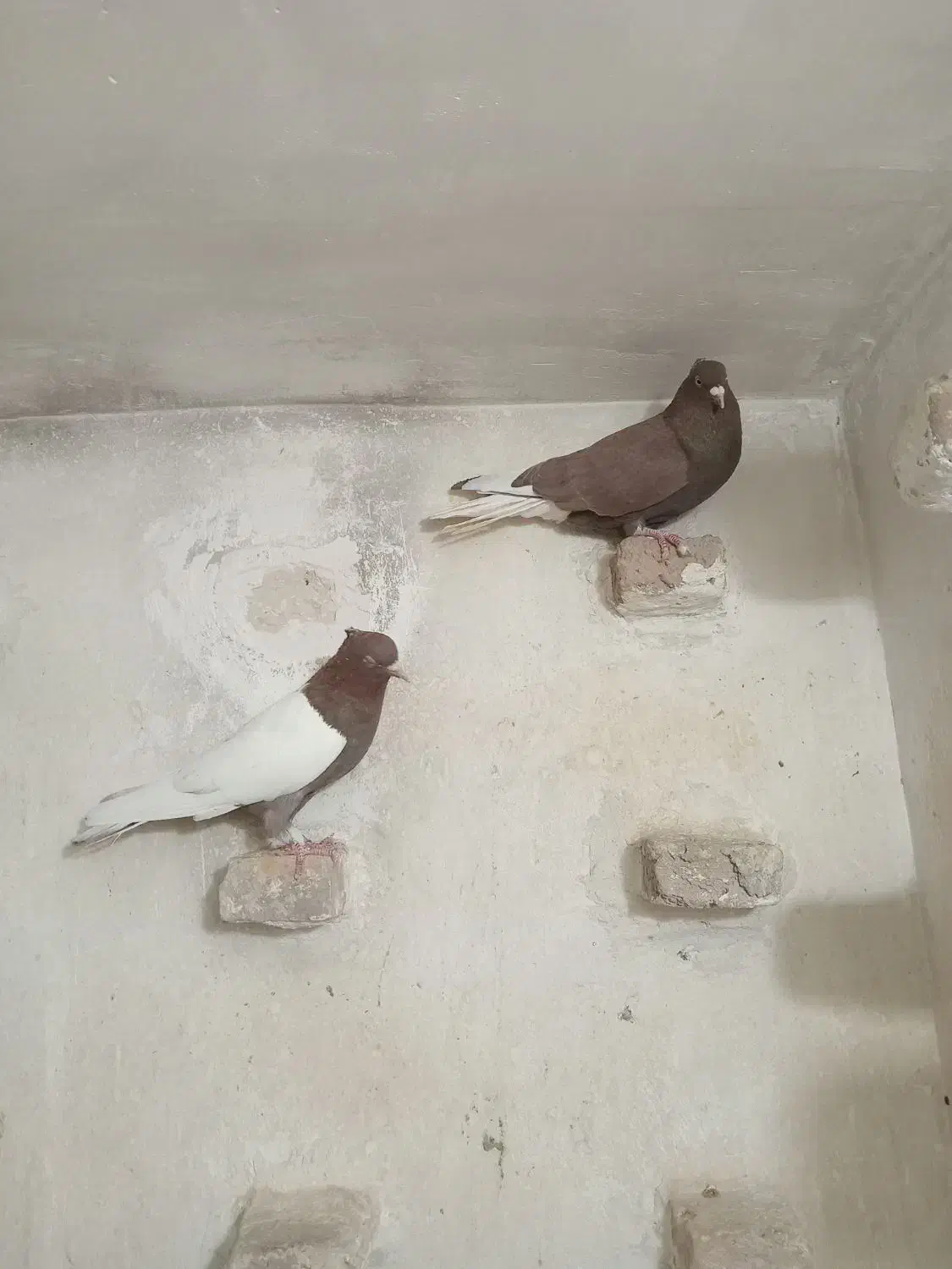 کبوتر|پرنده|جهرم, |دیوار