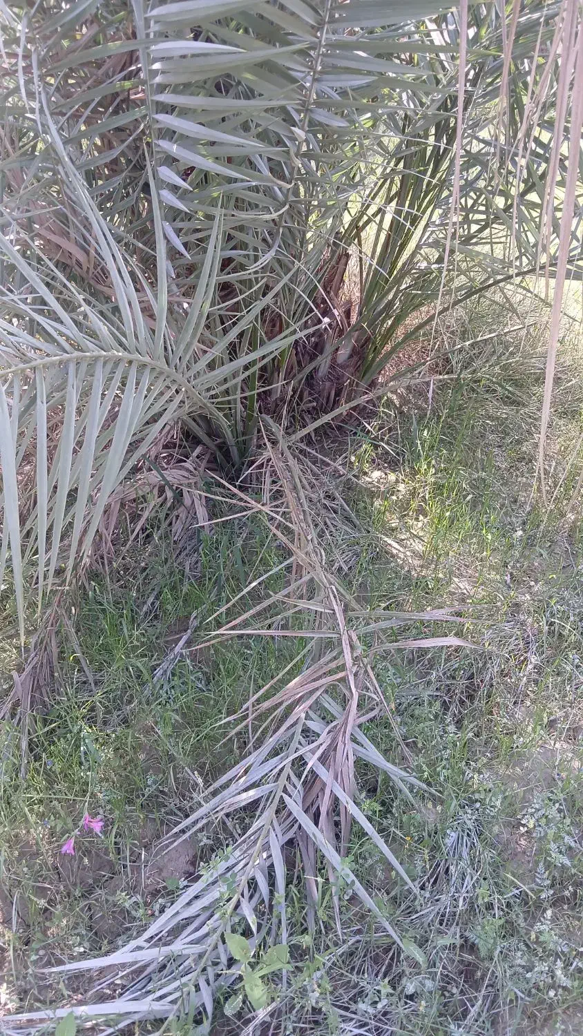 فروش دمیت کبکاب|گل و گیاه طبیعی|برازجان, |دیوار