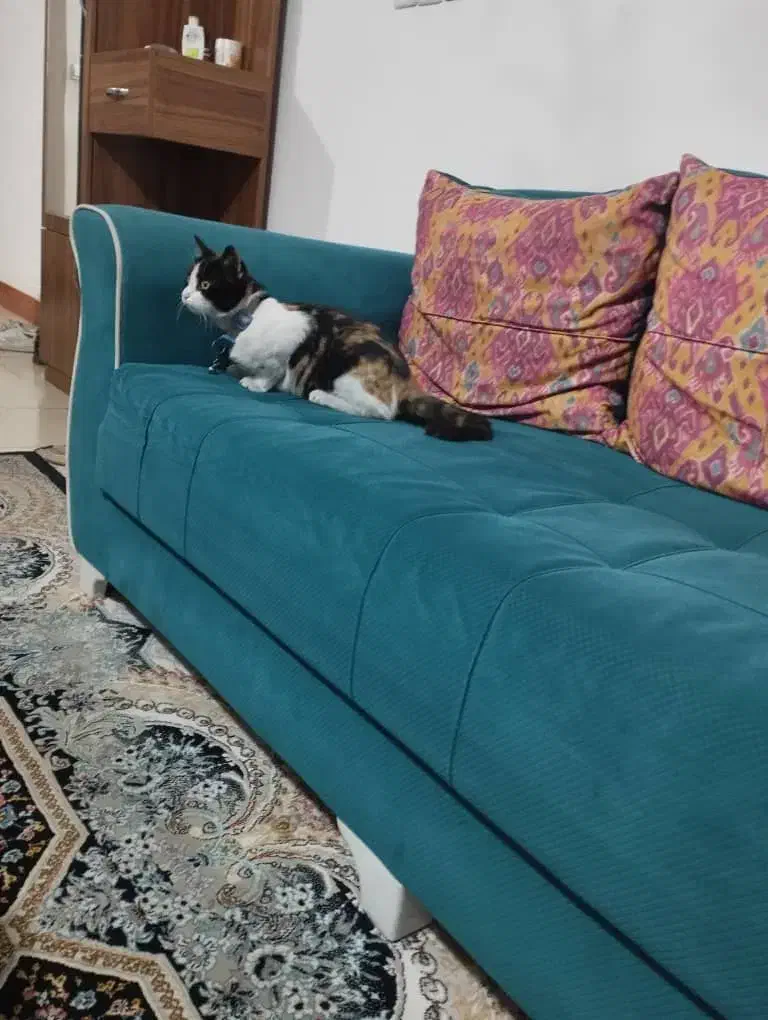 واگذاری گربه|گربه|شیراز, کیان شهر|دیوار