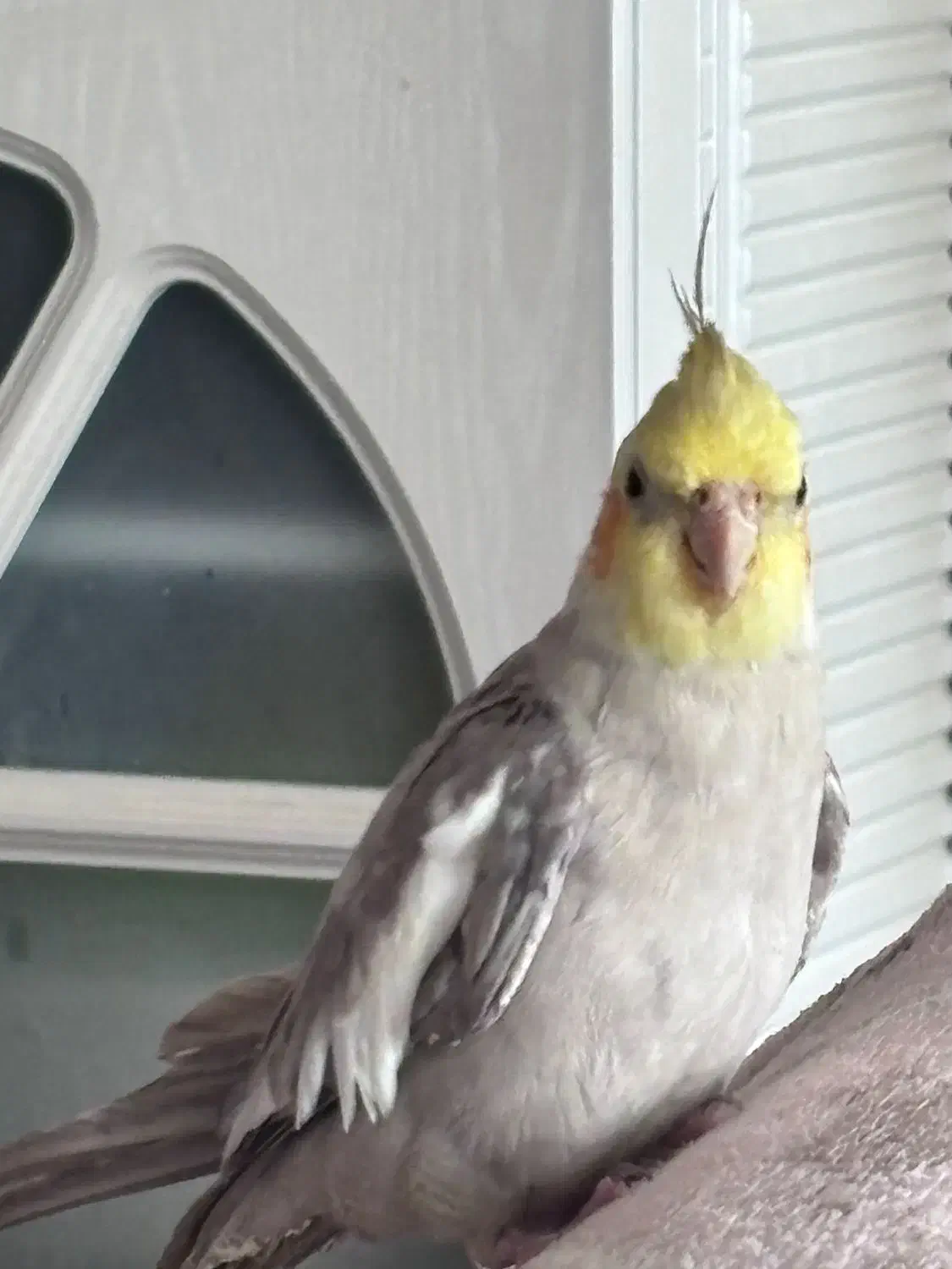 عروس هلندی گم شده|حیوانات|شیروان (خراسان), |دیوار