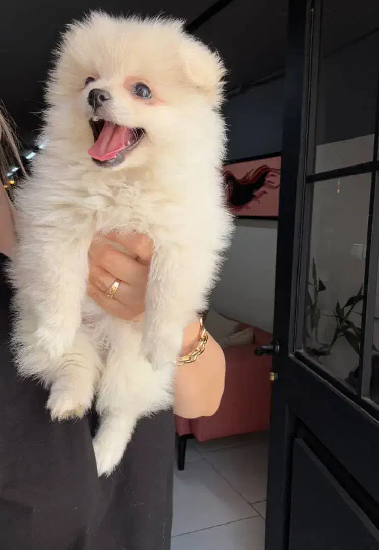 سگ پامرانین میکس|سگ|تربت جام, نظامی|دیوار