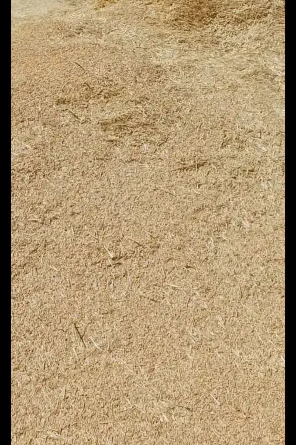 کاه گندم دیم دهگلان|حراج|دهگلان, |دیوار