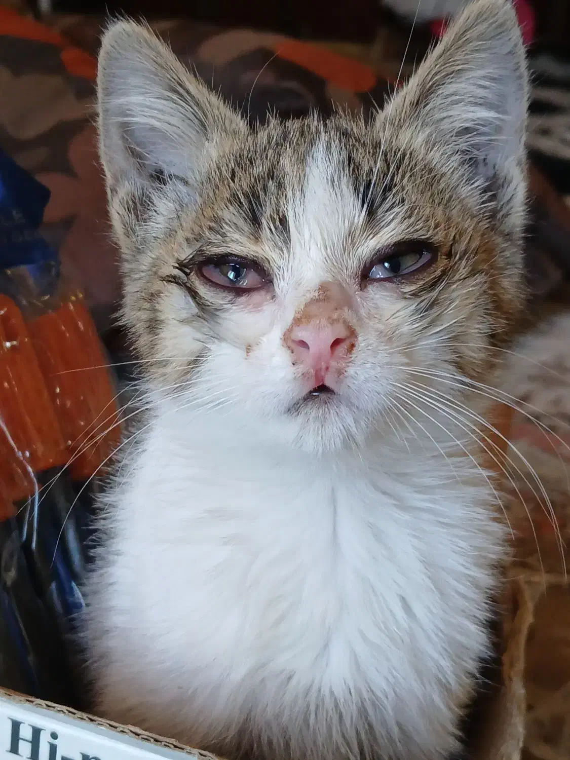 واگذاری بچه گربه 2 ماهه|گربه|محمدشهر, محمدشهر|دیوار