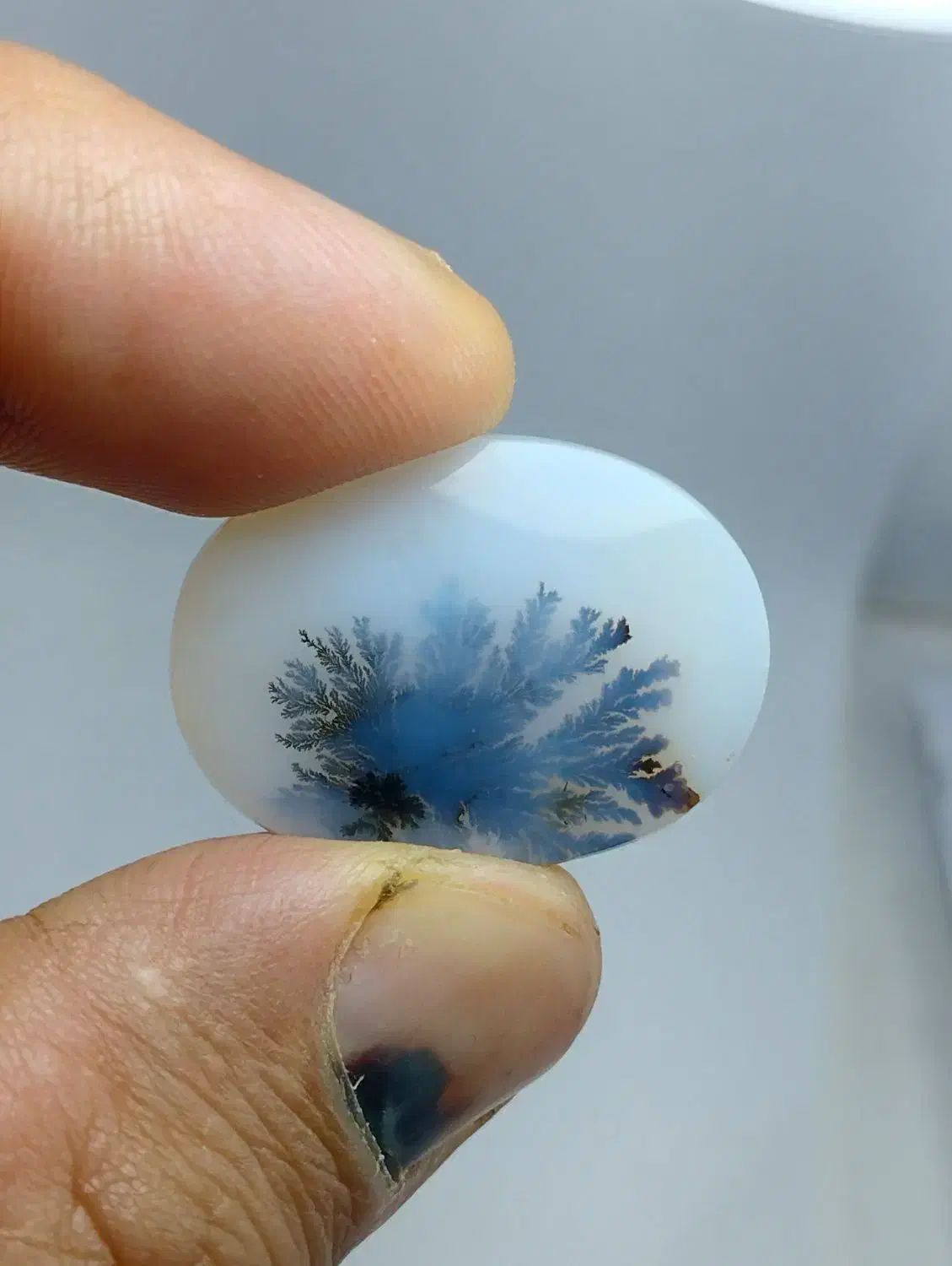 ۳عدد شجر پیاده زیبا|جواهرات|زنجان, |دیوار