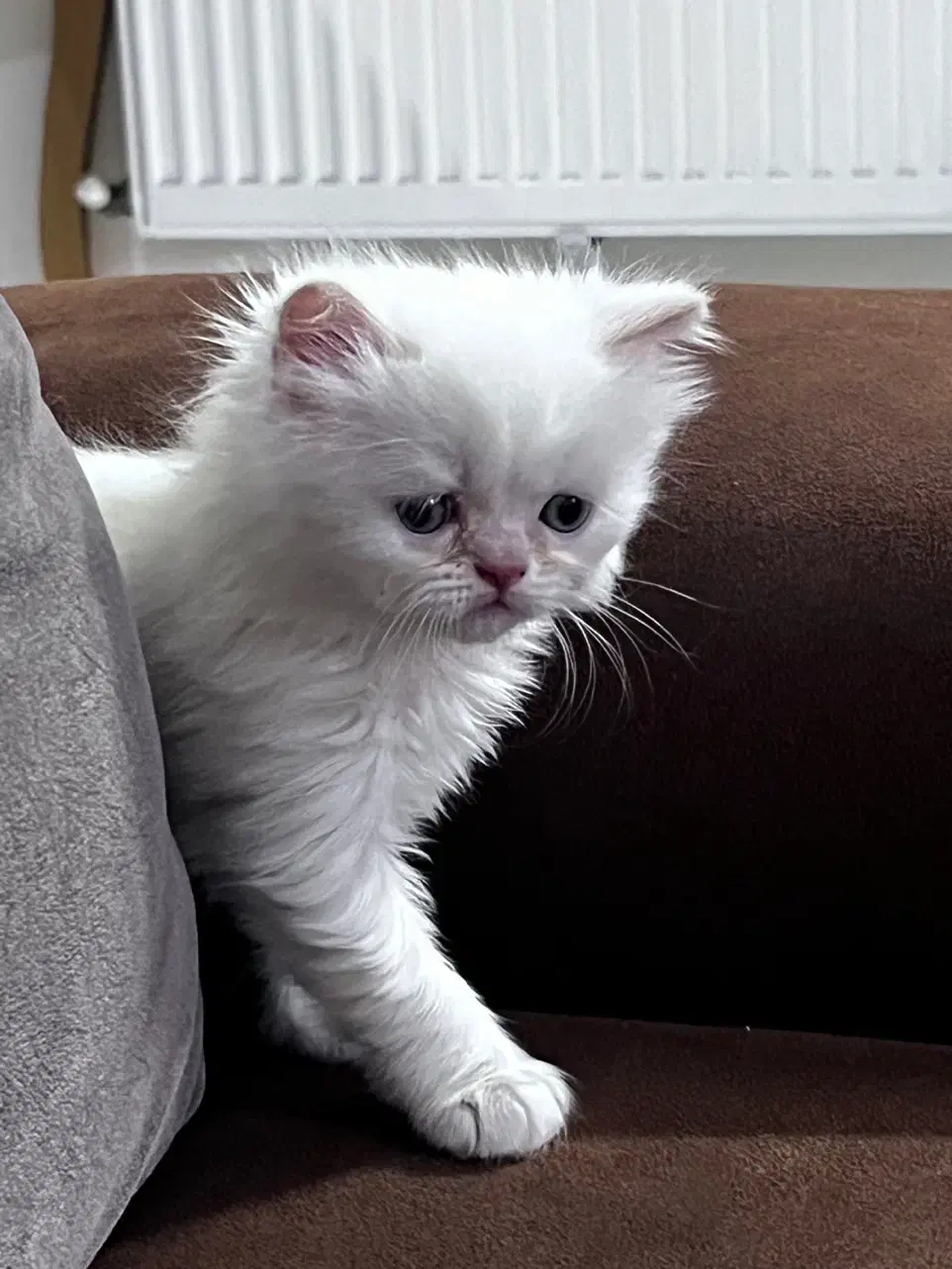 واگذاری بچه میکس هیمالین وبریتیش|گربه|مشهد, نوید|دیوار