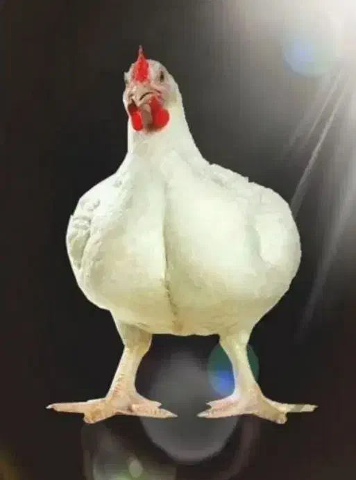 مرغ زنده کیلویی110|حیوانات مزرعه|کوهدشت, |دیوار